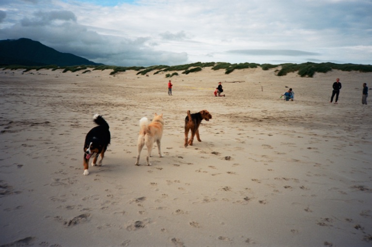 I tried repeatedly to get a dogs on beach picture with my cell phone.  Forget about it.  They had moved on before the picture shot.  This is not a great shot but at least I got all three dogs and froze their action.  This is the Olympus XA with Ektar.  